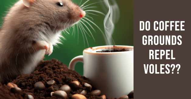 Do Coffee Grounds Repel Voles