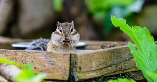 Will Coffee Grounds Keep Chipmunks Away