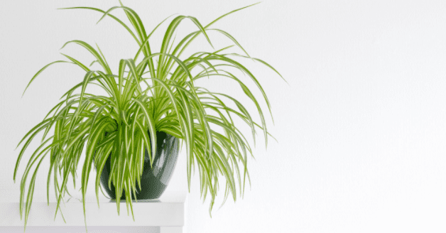 Do Spider Plants Like Coffee Grounds