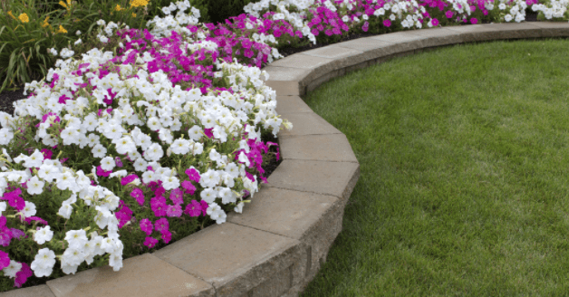 Do Petunias Like Coffee Grounds