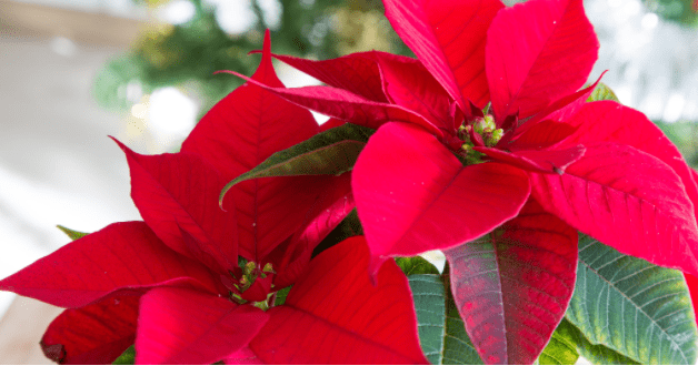 Do Poinsettias Like Coffee Grounds